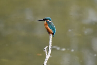 L&rsquo;Atlas de la Biodiversité : un outil essentiel pour agir en faveur de la nature !