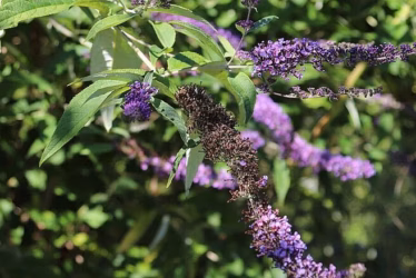 Le Parc des Fouilles et la Prairie Malécot
