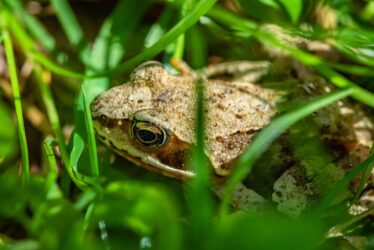 Saint-Fargeau-Ponthierry : des barrières pour protéger les amphibiens